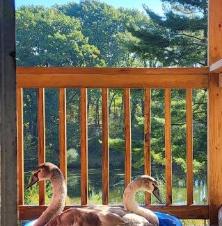 Limekiln Apartment | Swansanctuarysuite Apt At sanctuaryoftheswan