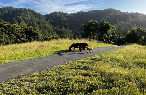 Nicasio Apartment | Sweeping Views, Private Deck, Outdoor Spa, Unit #2