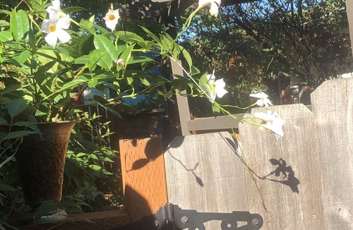 Talent Apartment | "Sweet little Garden Studio”