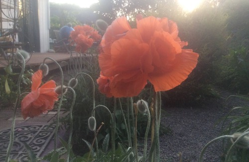 Talent Apartment | "Sweet little Garden Studio”