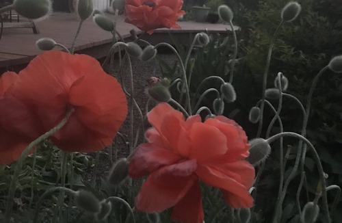 Talent Apartment | "Sweet little Garden Studio”