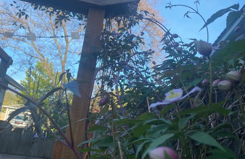 Talent Apartment | "Sweet little Garden Studio”