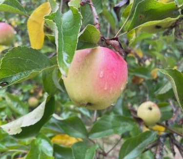 Cloverdale House | Sweet Root Hollow