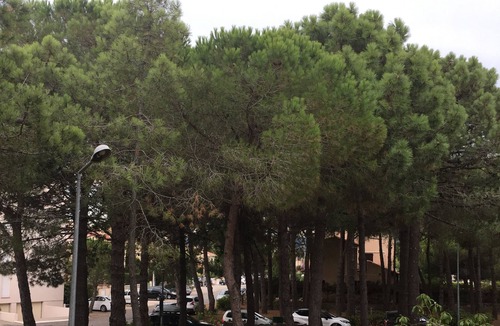 Argeles Plage Apartment | T2 IN ARGELES BEACH - 100m FROM THE BEACH