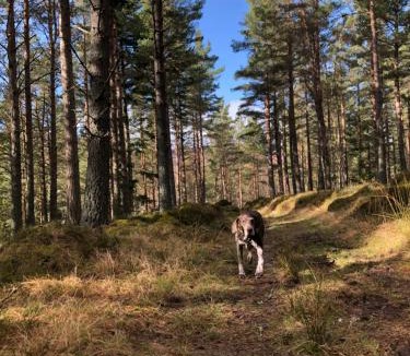 Aboyne Apartment | Tanar View