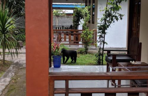 Bitung House | Tangkoko Macaca