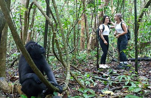 Marinsow House | Tangkoko Ranger Homestay