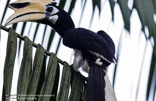Cherating Hotel | Tanjung Inn