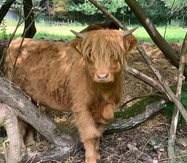 Hethel Apartment | Tasburgh - Farthings