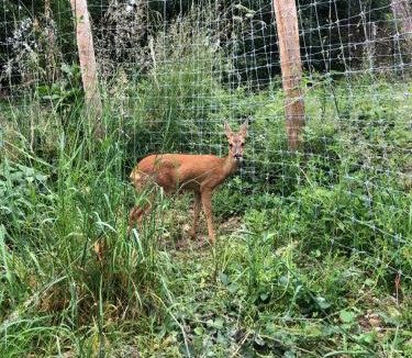 La Chapelotte Other | Tente lodge Élevage Girbal