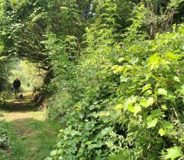 Burzet Other | Tente Tipi en plein cœur d'une forêt