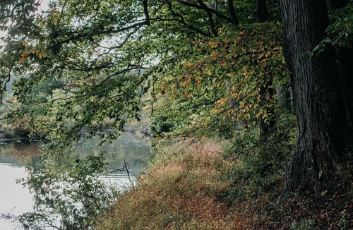 Ellenville Other | Tentrr - Forest with a Trout Creek