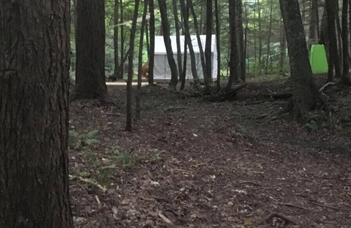 Spencer RV Rental | Tentrr Signature Site - Forest Fairy Tale By The Creek