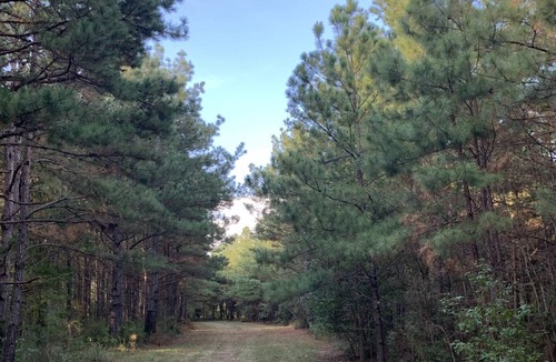 Pennington RV Rental | Tentrr Signature Site - HFR Campsite in the Davey Crockett National Forest #1