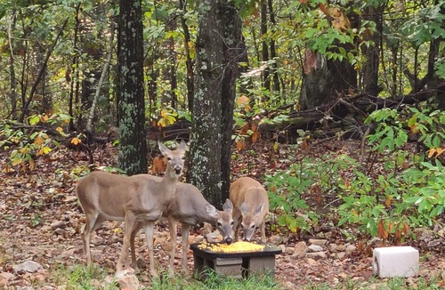 Maysville RV Rental | Tentrr Signature Site - Leaning Tree Woods
