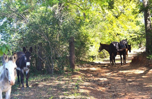 Montalba RV Rental | Tentrr Signature Site - Whispering Oaks Rock Garden