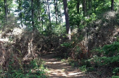 Anacoco RV Rental | Tentrr State Park Site - Louisiana South Toledo Bend State Park - Site D - Sin