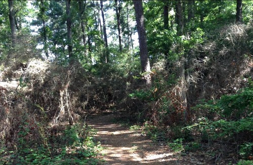 Anacoco RV Rental | Tentrr State Park Site - Louisiana South Toledo Bend State Park - Site H - Sing