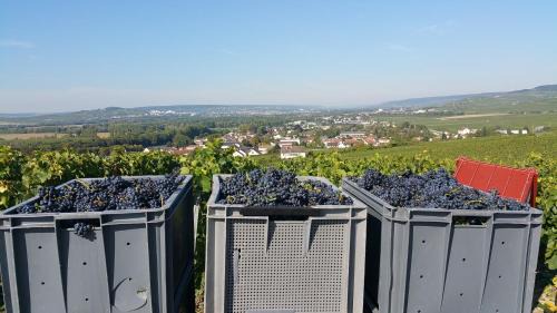 Avenay-Val-d'Or Bed & Breakfast | Terres Jaunes