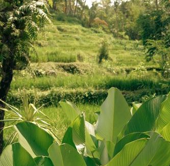 Tetebatu House | Tetebatu Hideaway