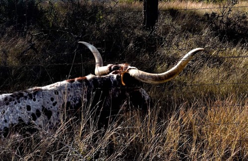 Tarpley Cabin | Texas Hill Country getaway in Seco Mountains