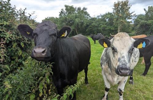 Westbrook Court Bed & Breakfast | The Agents House, Bed & Breakfast