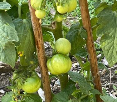 Bethlehem Bed & Breakfast | The Amazing Place NZ