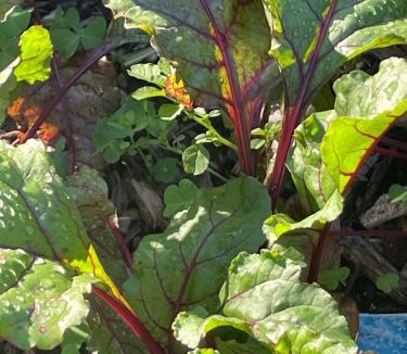 Bethlehem Bed & Breakfast | The Amazing Place NZ