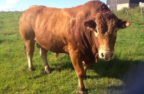 Lybster Bed & Breakfast | The Antlers