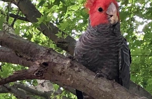 Mountain Lagoon Cabin | The Bower at Wildside Sanctuary