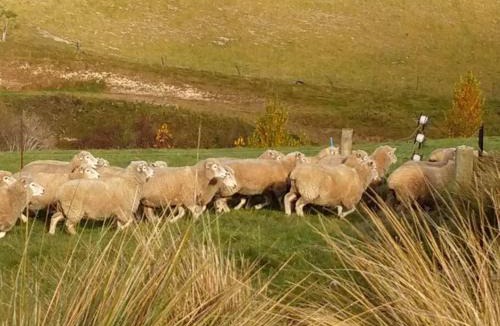 Waiau House | The Bunkhouse