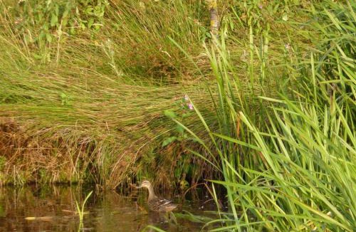 Edmundbyers Bed & Breakfast | The Burnside