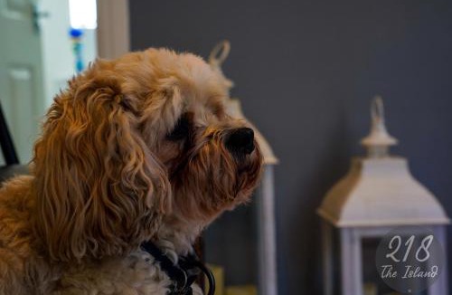 Bont Newydd House | The Cabin, Glan Gwna