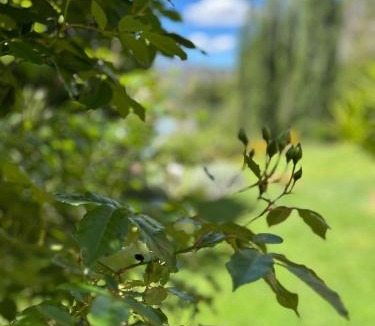 Arthur's Point Bed & Breakfast | The Canyons B&B