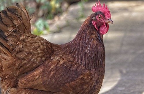 San Marcos Cottage | The Chicken House ( With Outdoor Tub!)