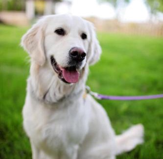 Ludwel Hotel | The Cliffe at Dinham