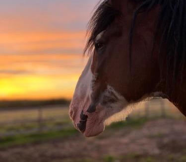 Halifax County House | The Clydesdale Cottage