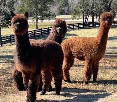 Dahlonega House | The Cottage at Cardinal Hill