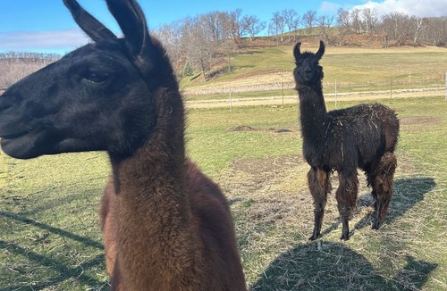 Sparta House | The Cottage tiny house