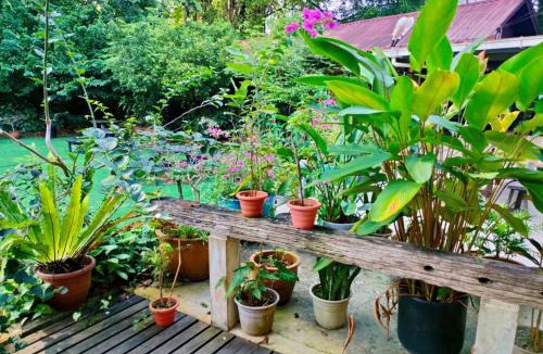 Kuching Cabin | The Doctor's Stay