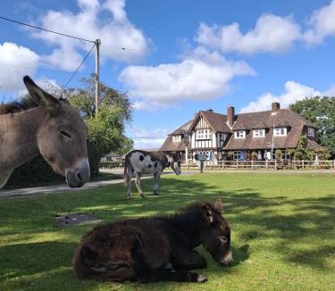 New Forest District Hotel | The FightingCocks
