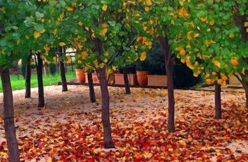 Yering Apartment | The gate to Villa Raedward