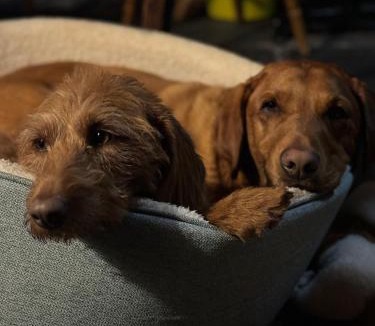 Old Radnor Hotel | The Harp Inn