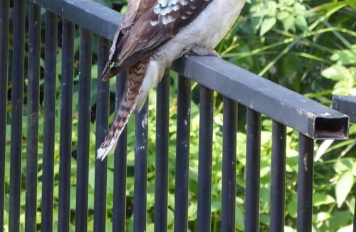 Landsborough House | 'The Hideaway' Sunshine Coast Hinterland