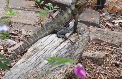 Landsborough House | 'The Hideaway' Sunshine Coast Hinterland