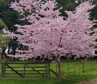 Acacia Bay House | The Homestead