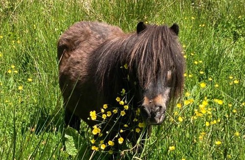 Mawr Apartment | The Little Grebe