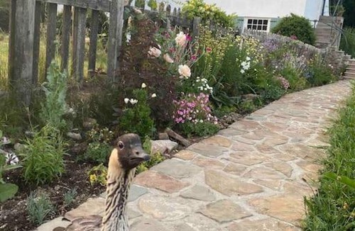 Mawr Apartment | The Little Grebe