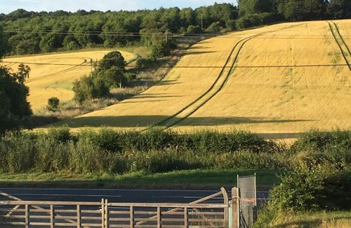 Dagnall Other | The little wilderness