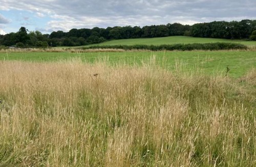 Dagnall Other | The little wilderness